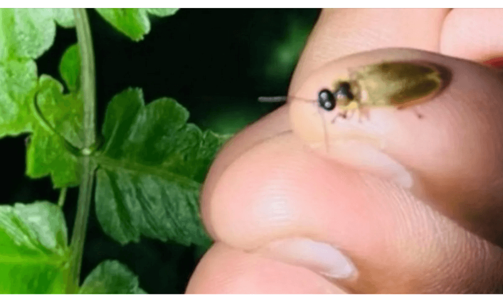 Eksplorasi Kebun Raya Bali Temukan Kunang-Kunang Langka, Tanda Ekosistem Masih Sehat