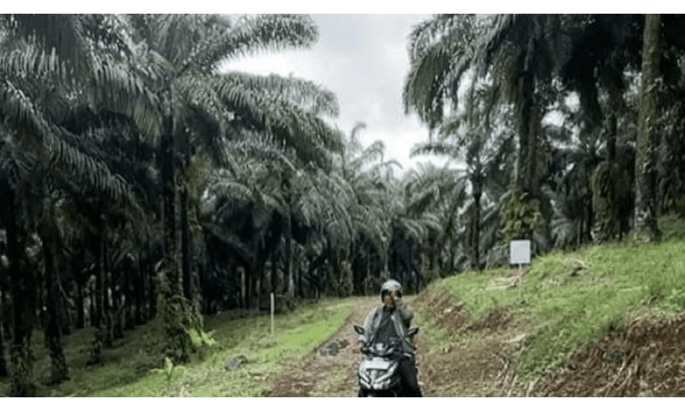 Apkasindo Desak Gubernur Jabar Buka Dialog soal Larangan Sawit, Sebut Kebijakan Diskriminatif dan Tidak Berdasar