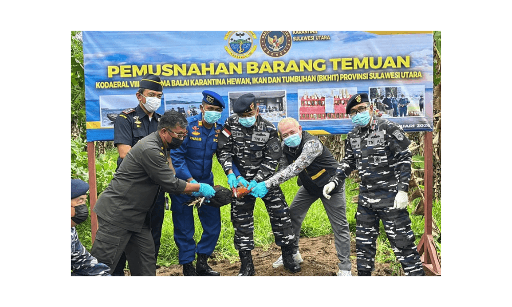 Cegah Flu Burung, 218 Ayam Ras Filipina Ilegal Dimusnahkan di Sulawesi Utara