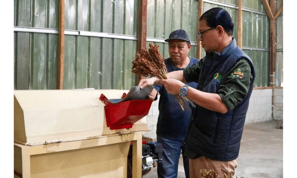 Bapanas Dorong Sorgum Jadi Komoditas Strategis: Dari Petani ke Program Makan Bergizi Gratis
