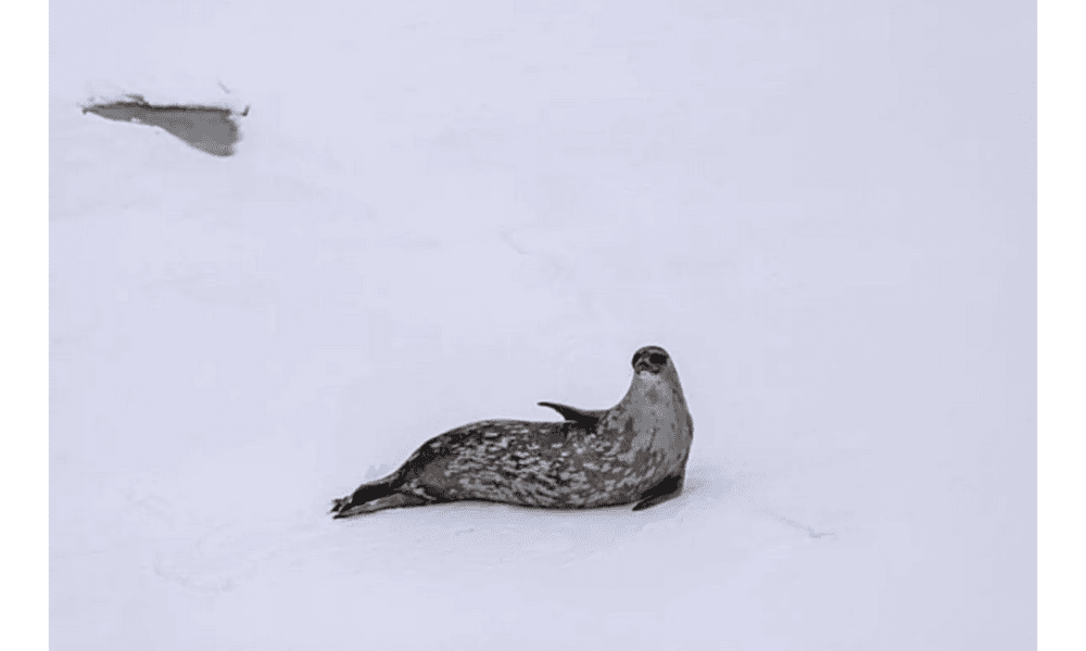 AI Bantu Peneliti Skotlandia Hitung Ribuan Anjing Laut di Pantai Newburgh Secara Cepat dan Akurat