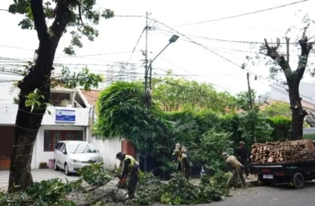 Hampir 20 Ribu Pohon Dipangkas di Jakarta Selatan Sepanjang 2025 untuk Cegah Risiko Tumbang