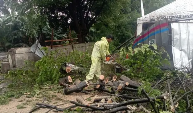 Hujan Disertai Angin Kencang, Pemkot Jakarta Timur Evakuasi Tujuh Pohon Tumbang dan Sempal