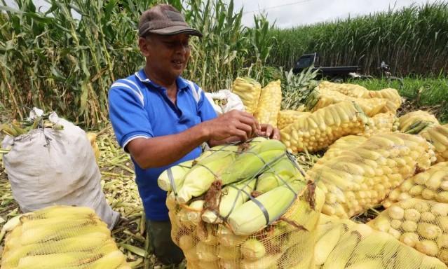 Harga Komoditas Pangan Turun pada 22 Januari 2026, Bawang Merah hingga Daging Ayam Alami Penurunan