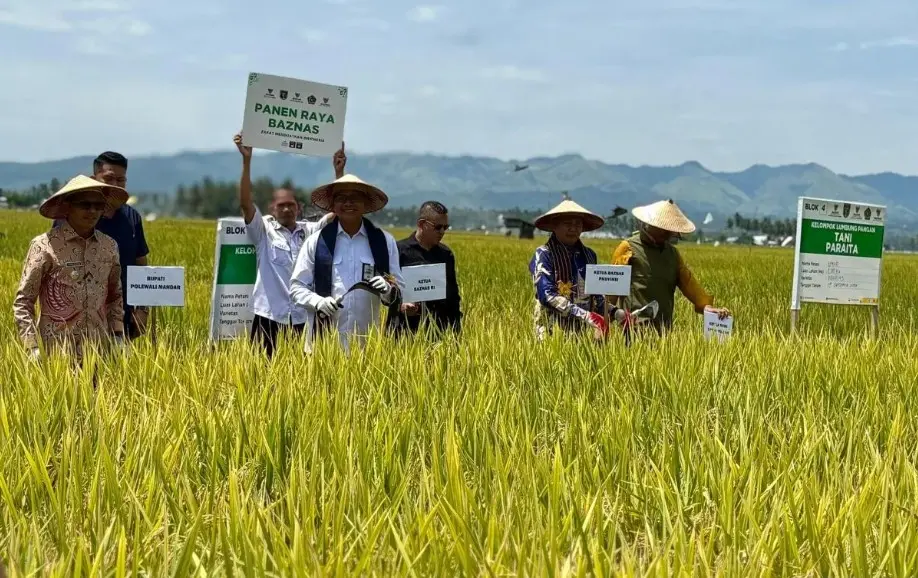 Baznas RI Panen Raya di Polewali Mandar, Hasil Meningkat Tajam Capai Rp42 Juta per Hektare