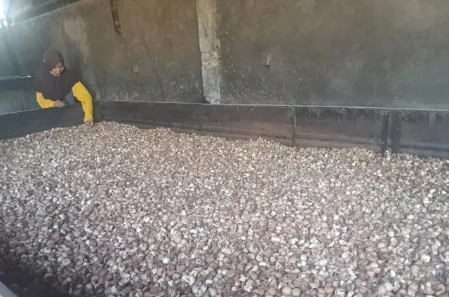 Petani Pinang Kayu Pasak Timur Pulih Pascabencana, Hasil Panen Meningkat di Musim Kemarau