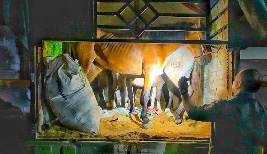 Enam Kuda Pacu Ilegal dari NTB Digagalkan Masuk ke Jawa oleh Petugas Karantina Ketapang