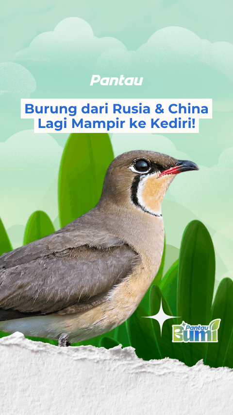 BURUNG DARI RUSIA & CHINA LAGI MAMPIR KE KEDIRI!