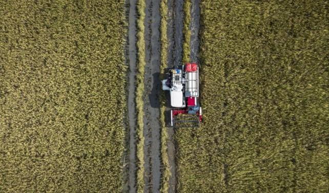 Panen Raya 2026 Jadi Penentu Kesejahteraan Petani dan Target Produksi Nasional