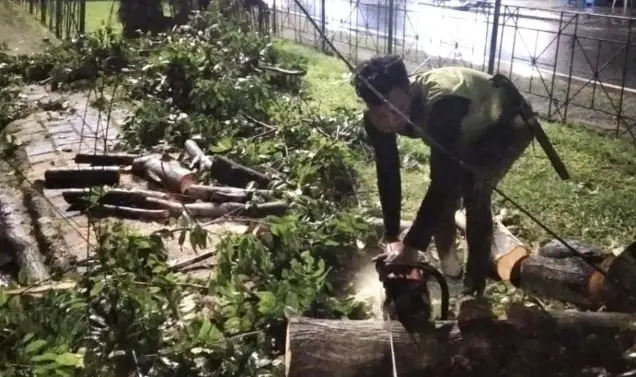 Pohon Tumbang Timpa Rumah Dinas Kodim dan Kabel PLN di Pulogebang, Tidak Ada Korban Jiwa