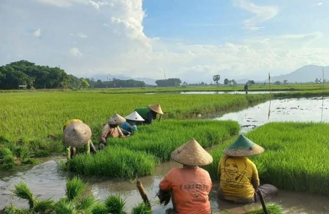 Antre Pupuk Subsidi Sejak Pagi, Petani Takalar Mulai Beralih ke Pertanian Organik