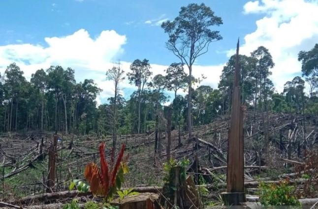Tiga Perambah Hutan Bentang Seblat Diserahkan ke Kejaksaan, Kemenhut Tegaskan Komitmen Penegakan Hukum
