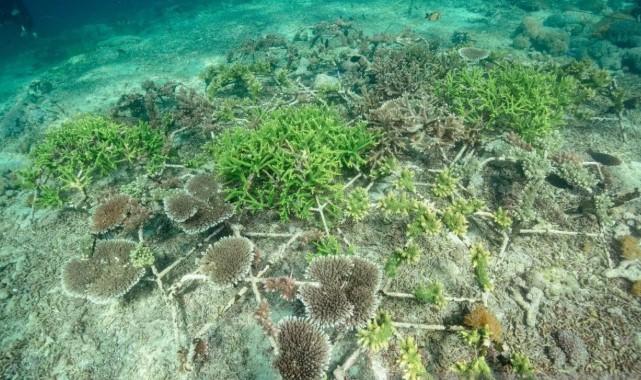 Lewat Skema Pengalihan Utang, Pemerintah dan AS Kucurkan Rp588 Miliar untuk Konservasi Terumbu Karang