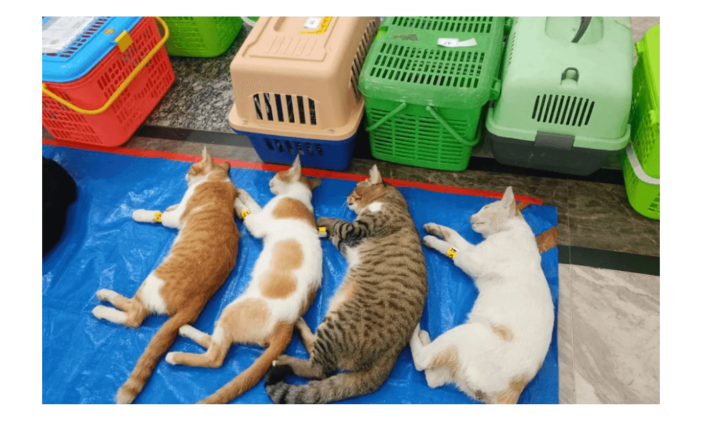 Tekan Populasi Kucing Liar, Sudin KPKP Jakarta Timur Targetkan Sterilisasi 2.200 Ekor Sepanjang 2026