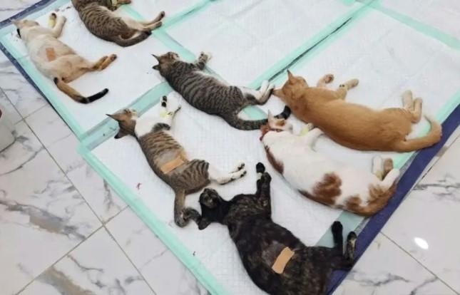 PDHI Dorong Undang-Undang Kedokteran Hewan untuk Perkuat Kesejahteraan Hewan dan Kesehatan Masyarakat