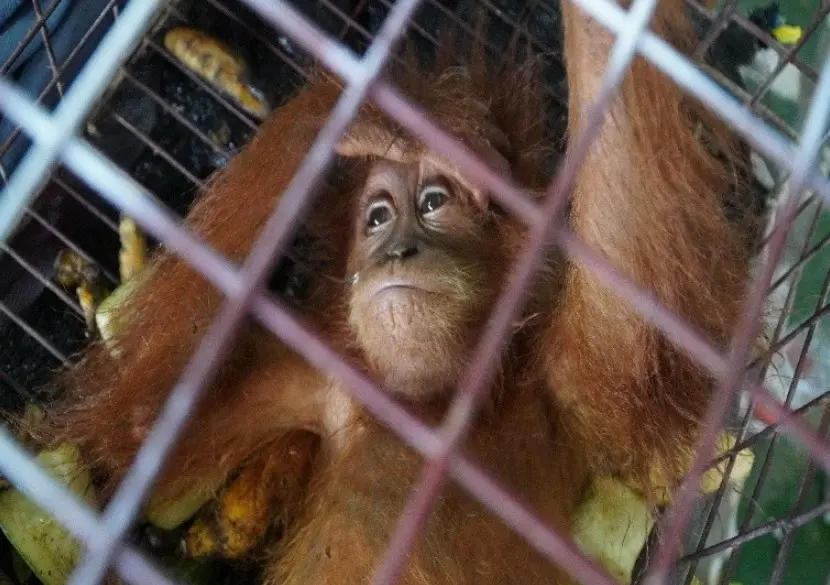 Bea Cukai Bersama Tim Gabungan Gagalkan Ekspor Ilegal Ratusan Satwa Dilindungi di Aceh