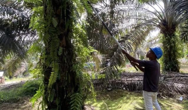 POPSI Desak Perlindungan Nyata untuk Petani Sawit Kecil, Kritik Penyitaan Sepihak dan Lemahnya Tata Kelola