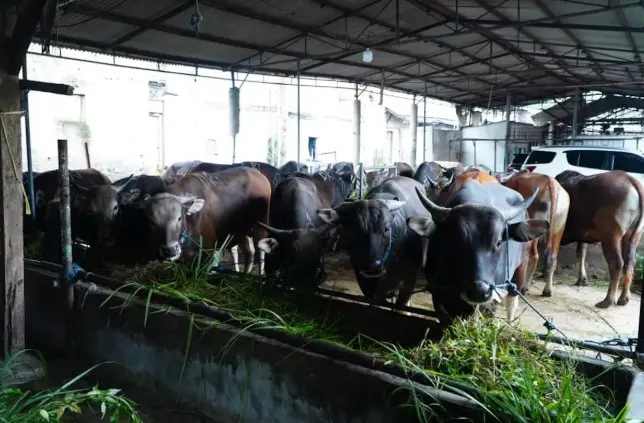 Satgas Saber Awasi Ketat Harga Daging Sapi Jelang Ramadhan dan Idul Fitri 2026