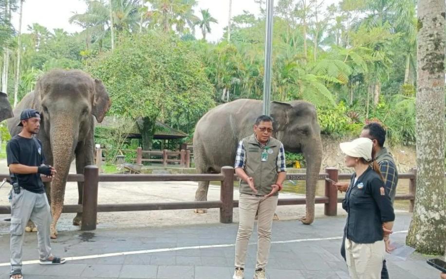 Kementerian Kehutanan Resmi Larang Atraksi Gajah Tunggang di Seluruh Indonesia