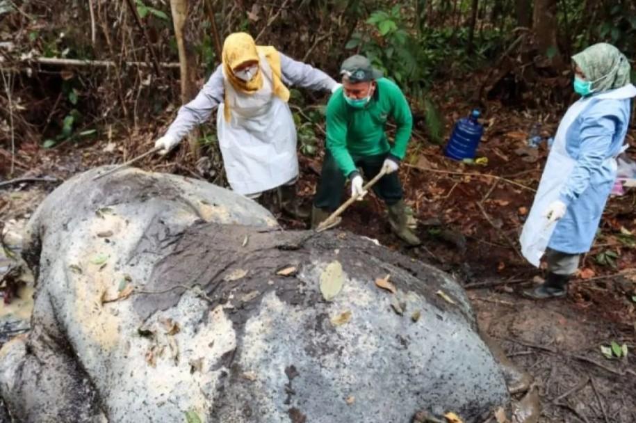 Proyektil Ditemukan di Kepala Gajah Mati di Pelalawan, Diduga Korban Perburuan Gading