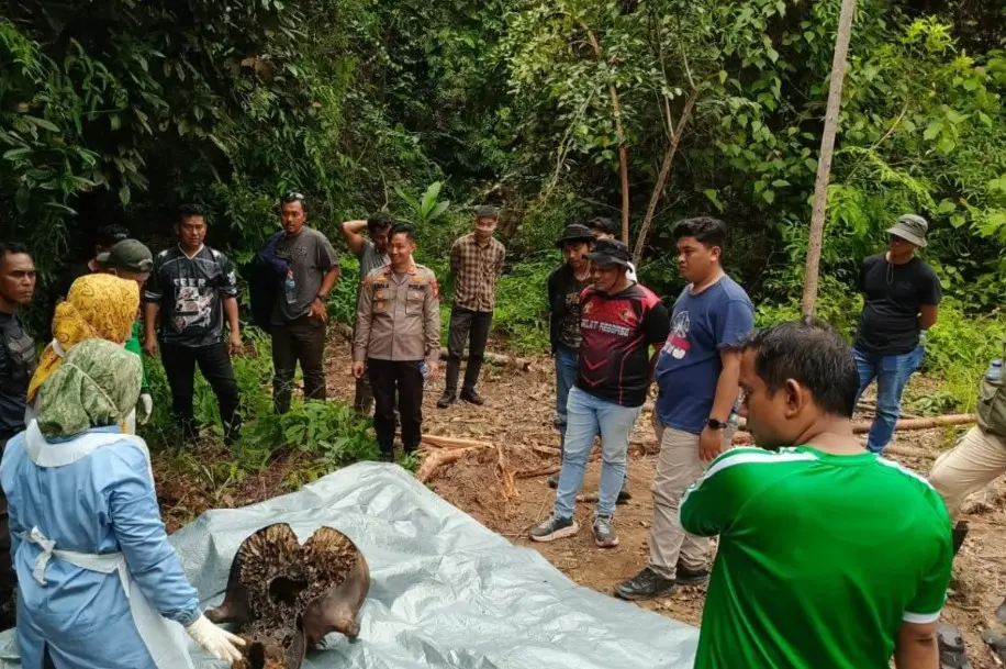 Gajah Sumatera Mati di Areal Konsesi, Direksi PT RAPP Dipanggil Gakkum Kemenhut