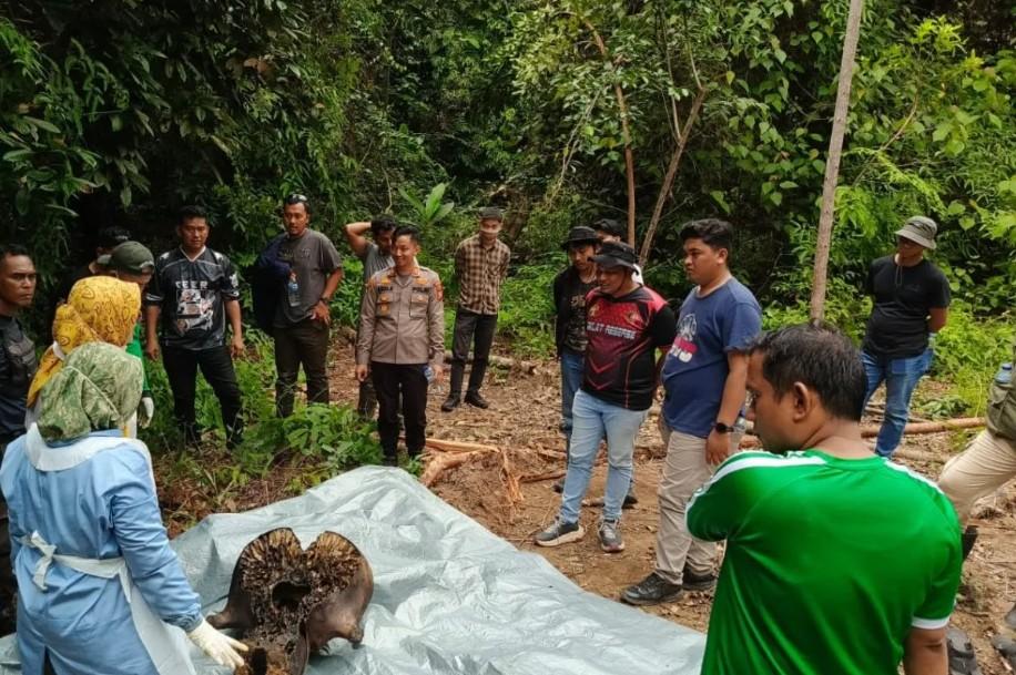 Gajah Sumatera Mati di Areal Konsesi, Direksi PT RAPP Dipanggil Gakkum Kemenhut