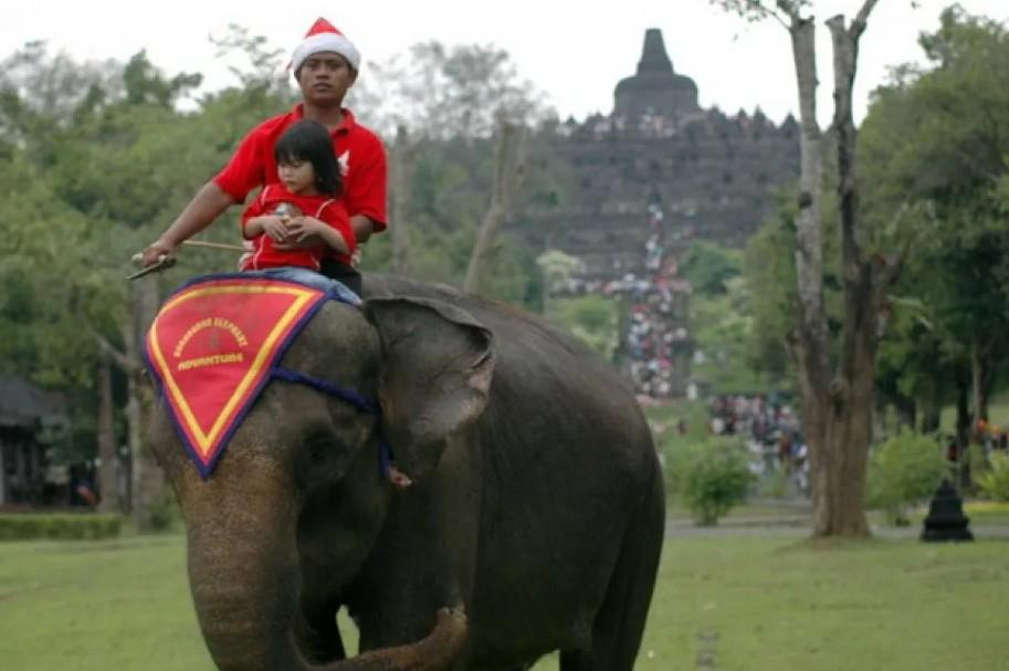 Menhut Tegaskan Larangan Nasional Atraksi Gajah Tunggang, Masyarakat Diminta Aktif Melapor