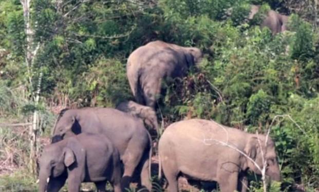Pemkab OKU Selatan Memindahkan Lima Gajah Liar ke Suaka Margasatwa Gunung Raya untuk Cegah Konflik dengan Warga
