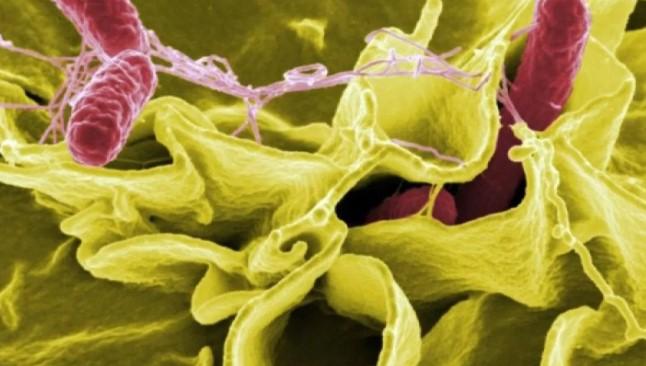 FDA Tarik Suplemen Bubuk Moringa Rosabella di AS karena Terkait Wabah Salmonella