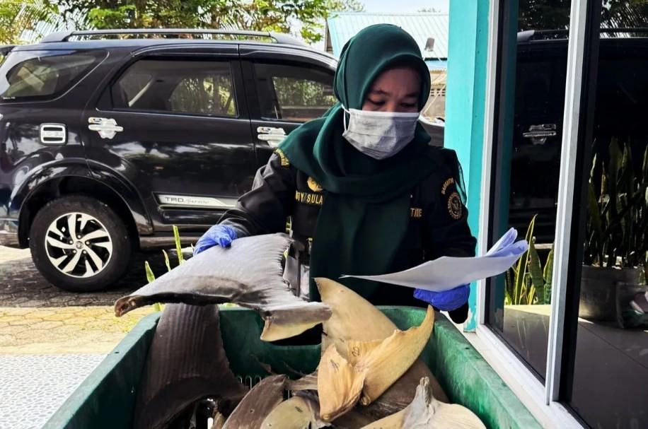 Natuna Kirim 34,35 Kilogram Sirip Hiu ke Surabaya, Nilainya Capai Rp37,8 Juta
