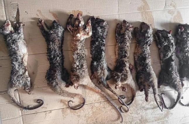 Perdagangan Kuskus Tembung Terbongkar, Tersangka DK Terancam 15 Tahun Penjara