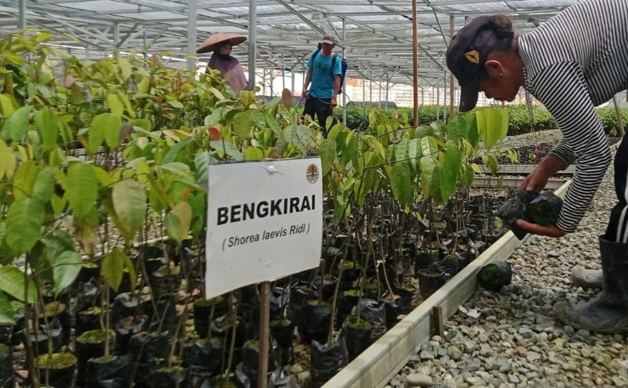 Target 164 Ribu Hektare Kawasan Lindung IKN Dikejar, Baru Tersedia 30 Ribu Hektare