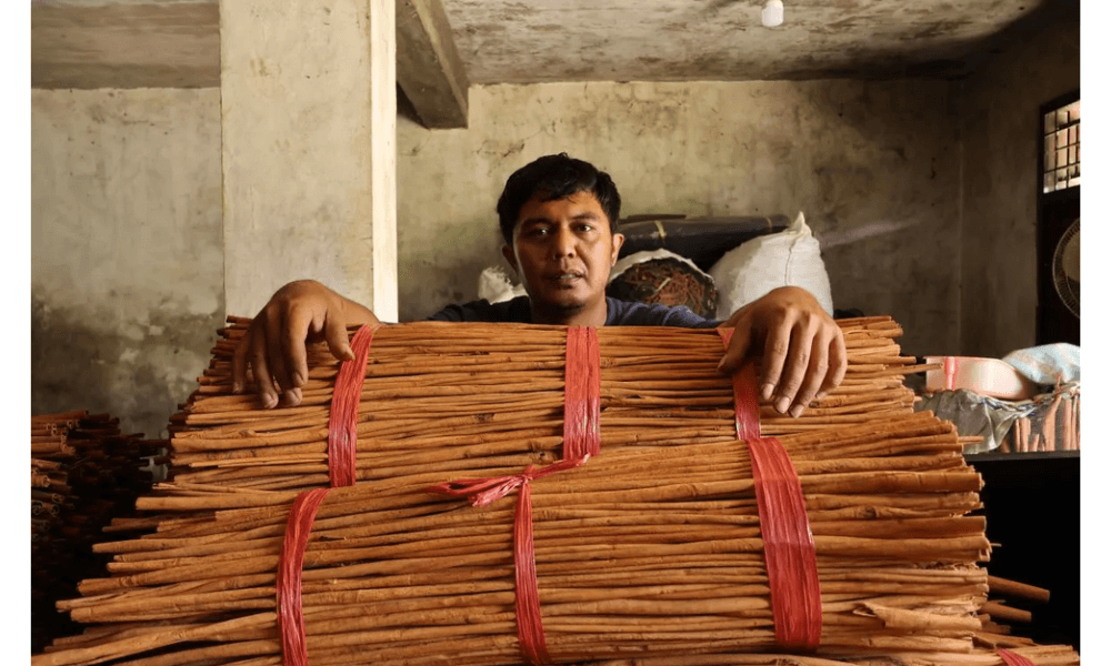 Kulit Manis Agam Tembus Pasar Eropa dan Malaysia Pascabanjir Bandang