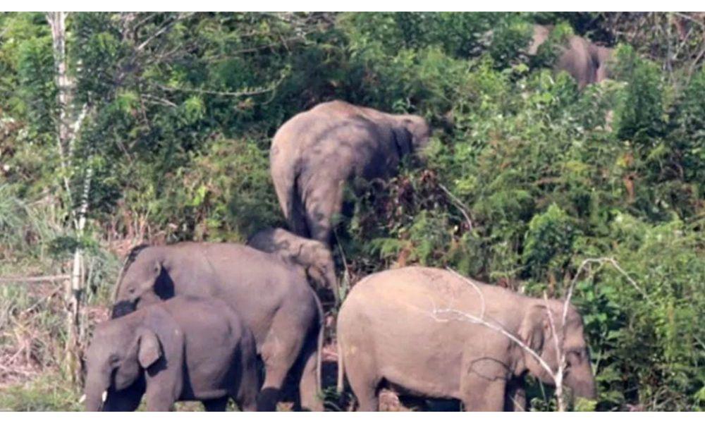 Petani Tewas Terinjak Gajah Sumatera di Bener Meriah, BKSDA Aceh Imbau Warga Waspada