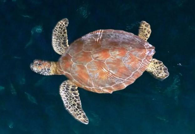 YKAN dan Enam Negara Coral Triangle Lindungi Penyu di Kepulauan Derawan