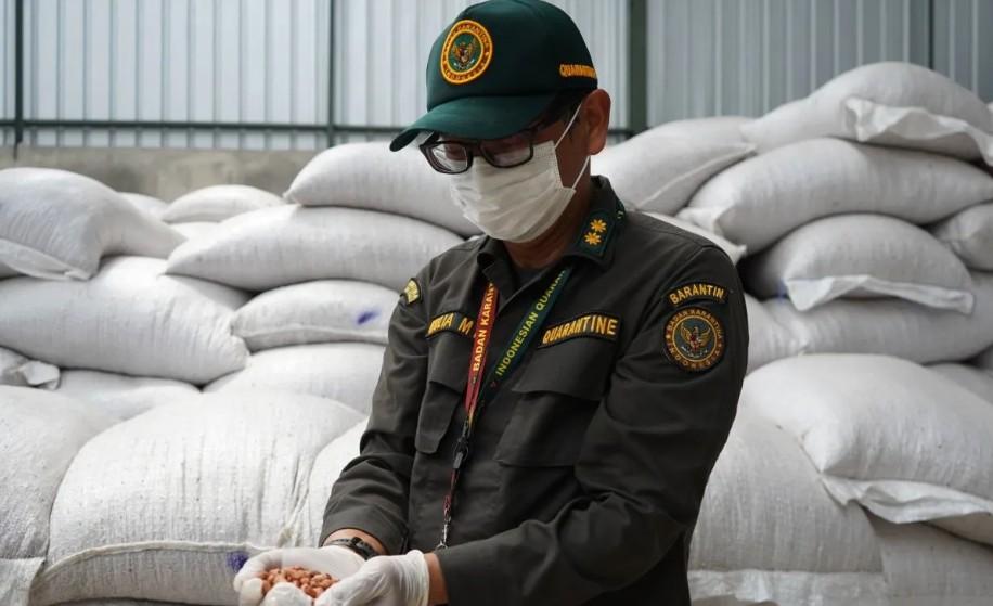 Barantin Jambi Tolak 40 Ton Kacang Tanah Impor karena Tercemar Aflatoksin Melebihi Ambang Batas
