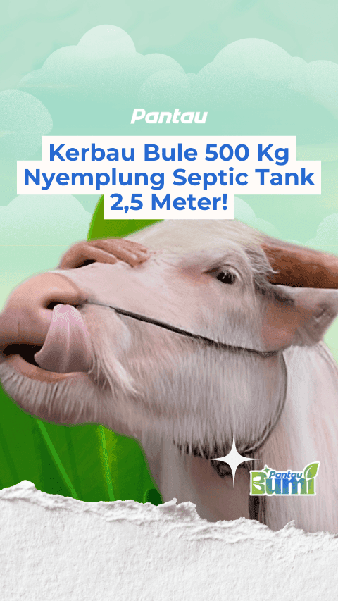 KERBAU BULE NYEMPLUNG SEPTIC TANK!