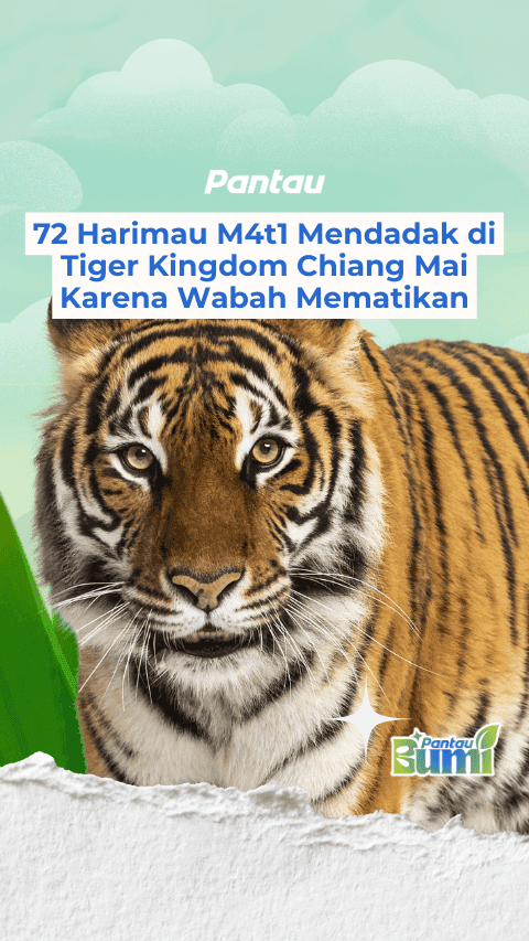 72 HARIMAU MATI MENDADAK DI CHIANG MAI
