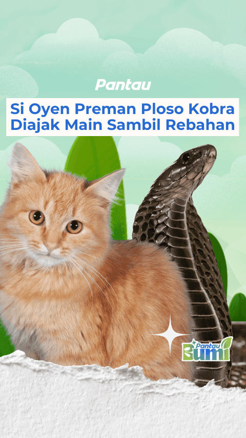 SI OYEN PREMAN PLOSO KONRA DIAJAK MAIN SAMBIL REBAHAN