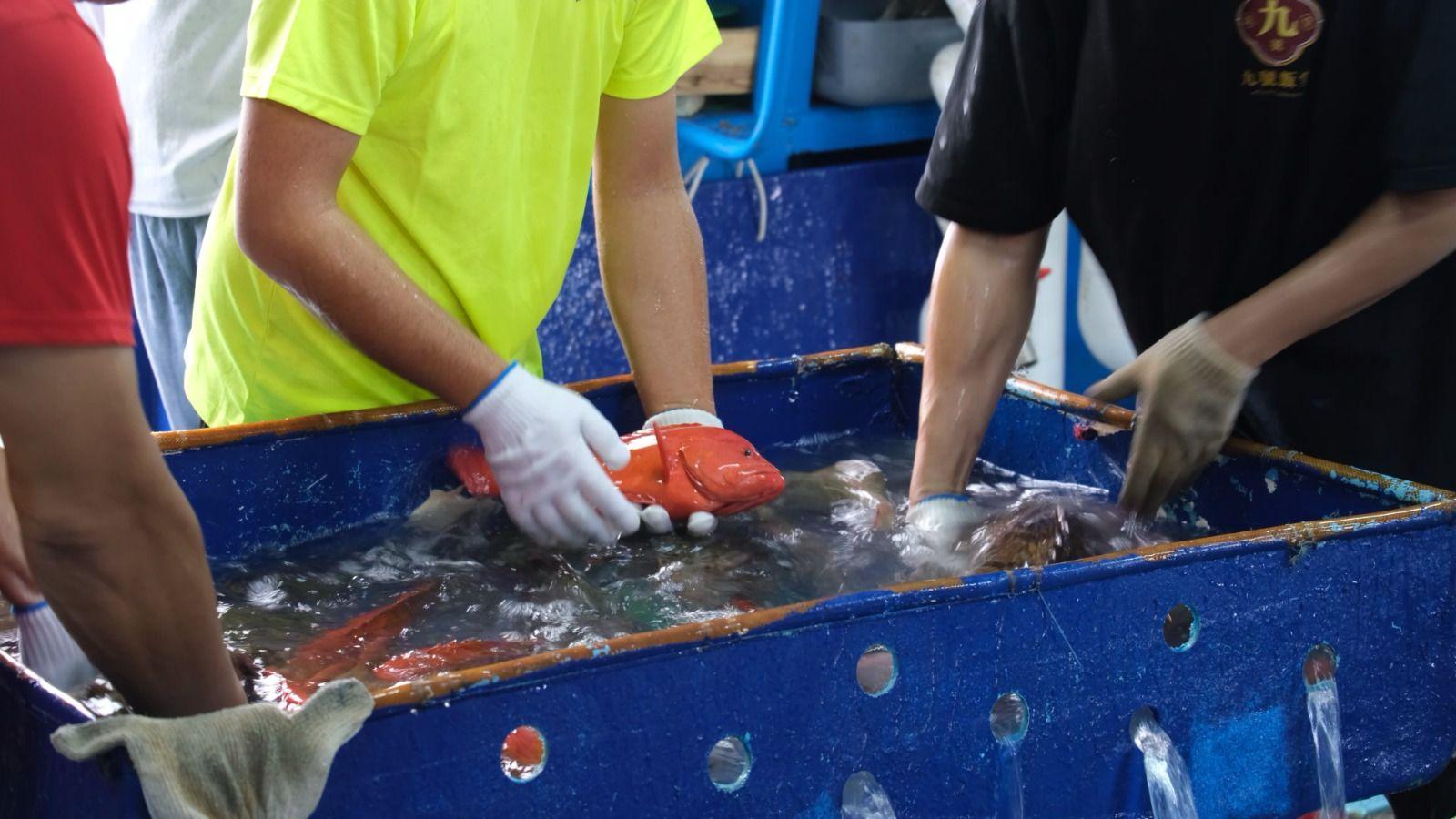 Vakum Satu Tahun, Ekspor Ikan Kerapu dari Tual ke Hong Kong Terealisasi Lagi!