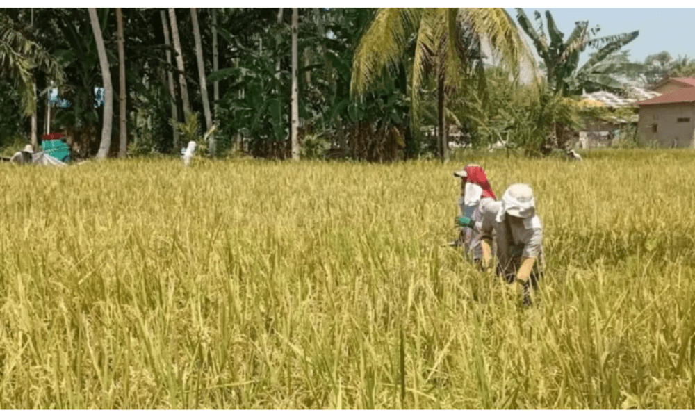 Bulog Sumut Tetap Serap Gabah Petani Selama Libur Lebaran