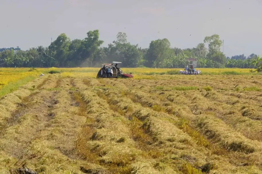 Ekspor Beras Vietnam Terganggu Konflik Timur Tengah, Biaya Logistik Melonjak dan Pengiriman Terlambat
