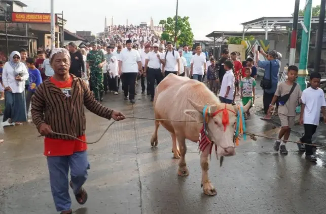 Kirab Kerbau Bule Meriahkan Lomban Syawalan Jepara dan Dongkrak Daya Tarik Wisata