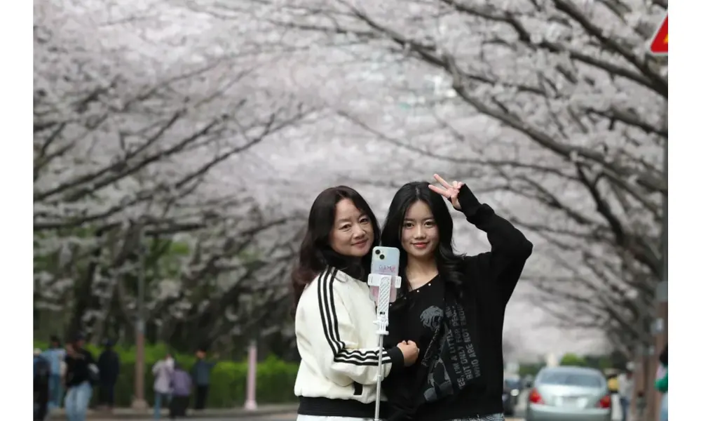 Puncak Musim Sakura di Busan Sedot Wisatawan, Kota Dipenuhi Lanskap Merah Muda