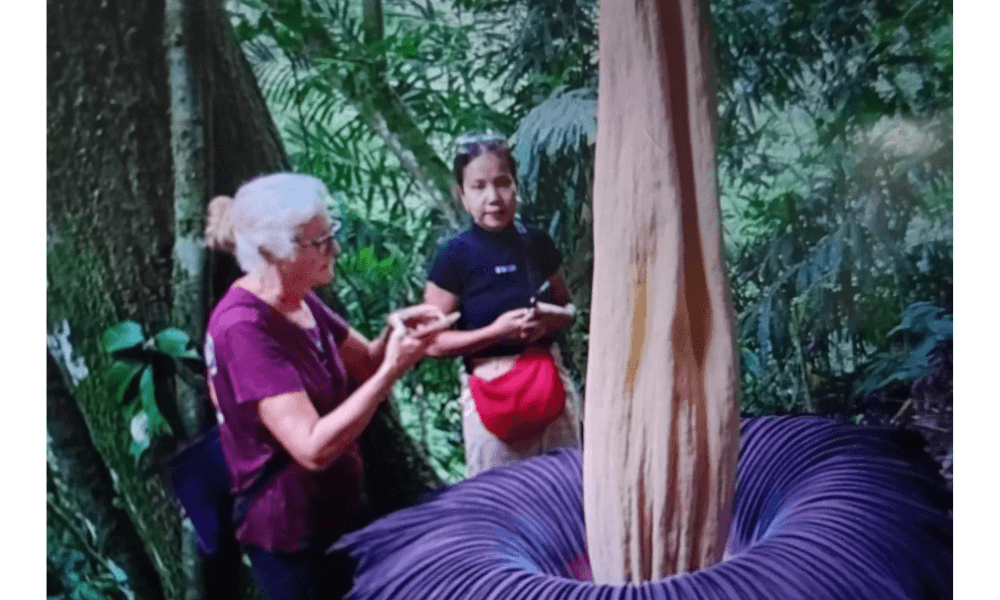 Bunga Bangkai Mekar di Agam, Tarik Wisatawan Mancanegara ke Sumatera Barat