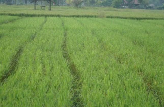 Kementerian PU Jalankan Program P3TGAI 2026 di 12 Ribu Lokasi untuk Perkuat Irigasi dan Serap Tenaga Kerja