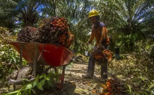 Peneliti UI Ingatkan Implementasi B50 Harus Diiringi Penguatan Produksi Sawit Hulu