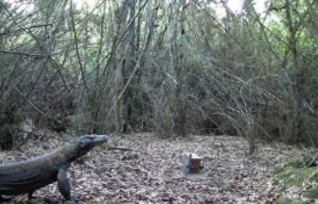 BKSDA NTT Pasang 12 Kamera Jebak untuk Cegah Konflik Komodo dengan Warga di Manggarai Timur