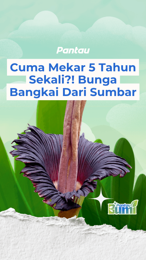 CUMA MEKAR 5 TAHUN SEKALI?! BUNGA BANGKAI DARI SUMBER