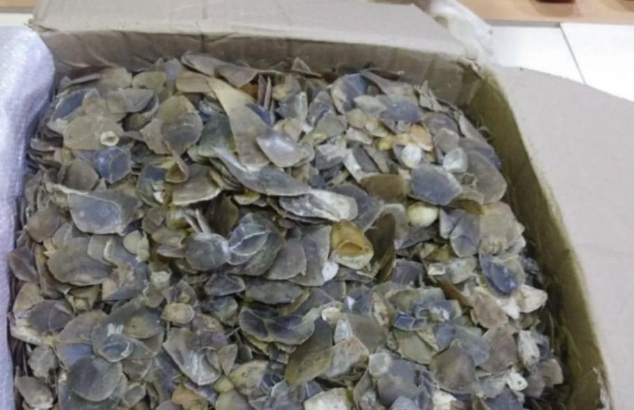 Penggagalan Perdagangan 22 Kilogram Sisik Trenggiling di Medan Berujung Penangkapan Dua Tersangka